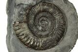 Jurassic Ammonite (Dactylioceras) Fossil - England #351295-1
